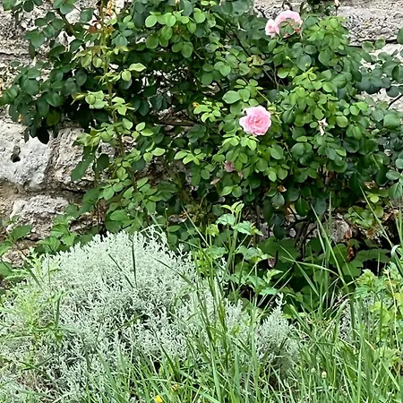 Nocleg ze śniadaniem La Bastide De La Bogne Cordes-sur-Ciel